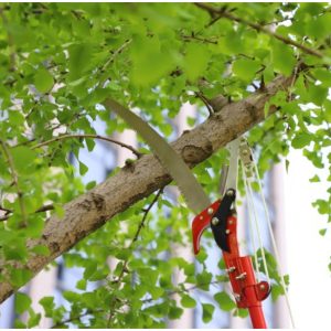 kéo cắt cành trên cao dây giật kèm cưa