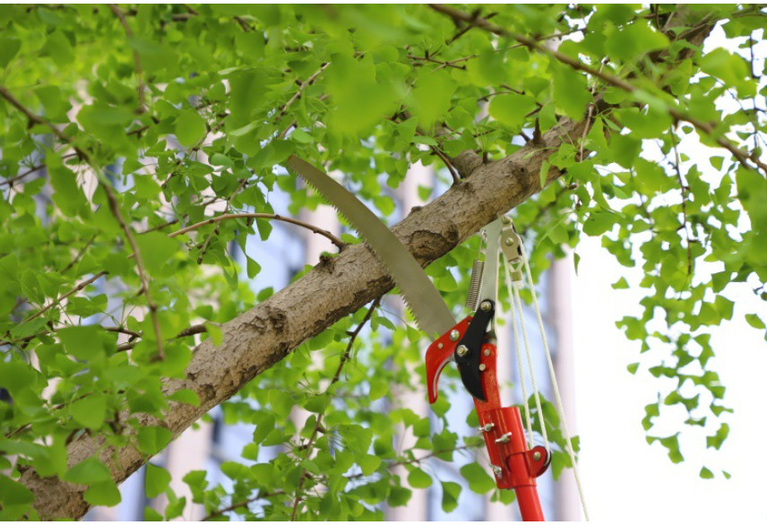 kéo cắt cành trên cao dây giật kèm cưa