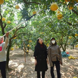 kéo hái quả trên cao 1