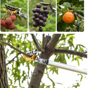 kéo hái quả trên cao 2