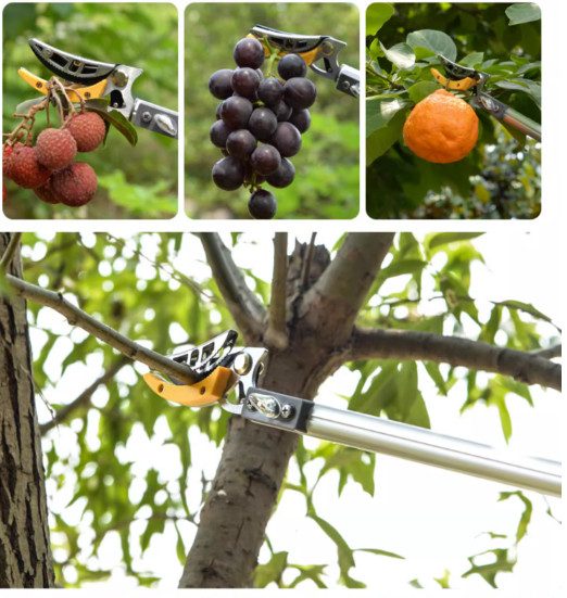 kéo hái quả trên cao 2